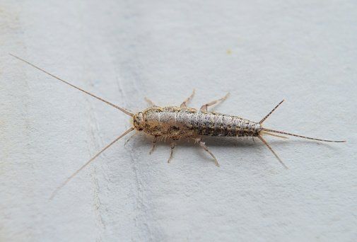 Insect Feeding On Paper - Merced, CA - Gecko Pest & Landscape Management