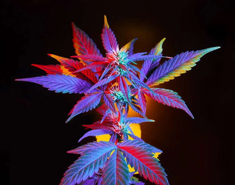 Cannabis flower on black background 