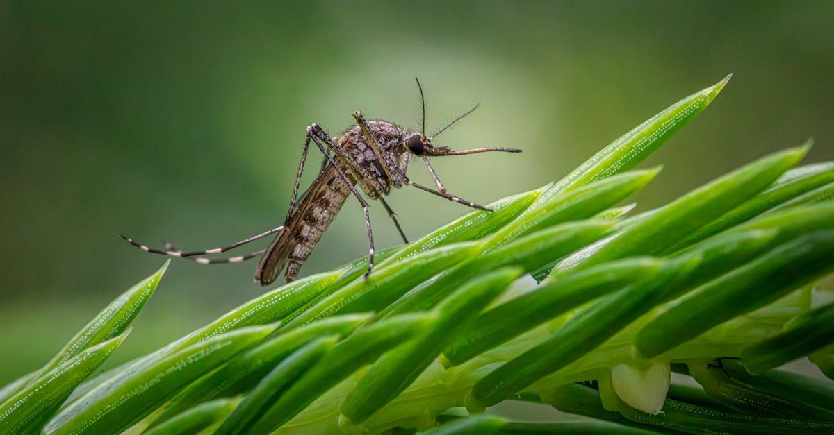 Pest Control Spraying