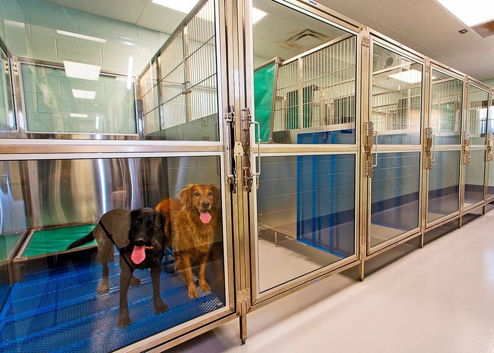 Dog in glass and metal kennel corridor at Flint River Animal Hospital