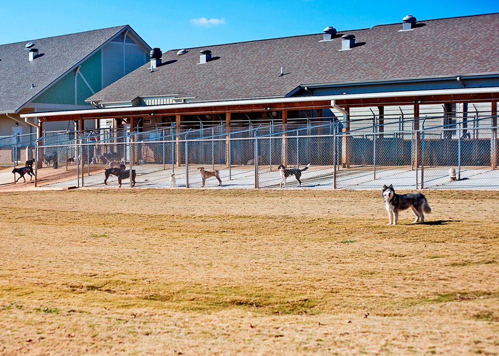 Dogs in outdoor exercise and boarding runs at Flint River Animal Hospital