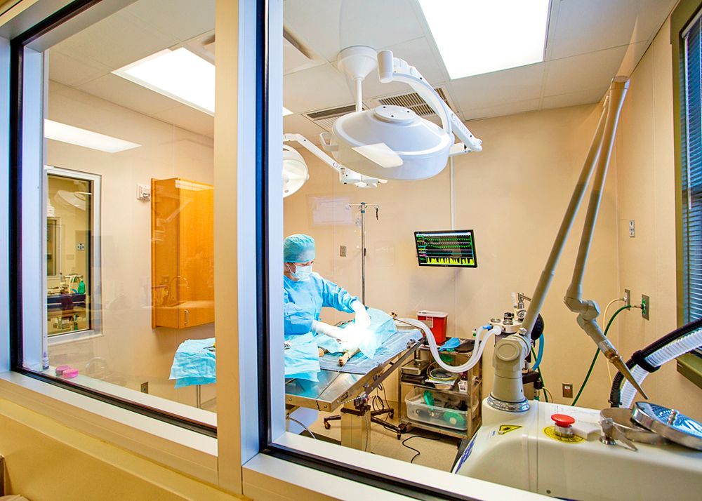Veterinary surgical team performing procedure in fully equipped surgical suite at Flint River Animal Hospital