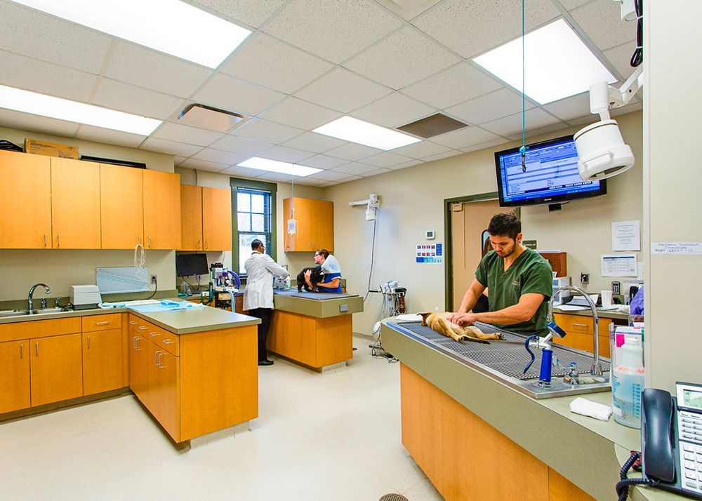 Veterinary staff member working in exam and treatment room with wood cabinetry at Flint River Animal Hospital