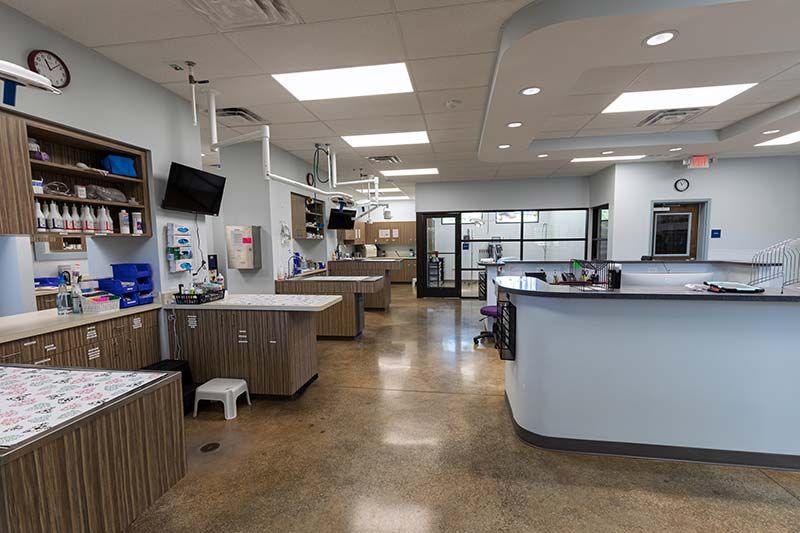 Open interior floor plan with polished concrete floors and treatment areas at Animal Emergency Care of Braselton