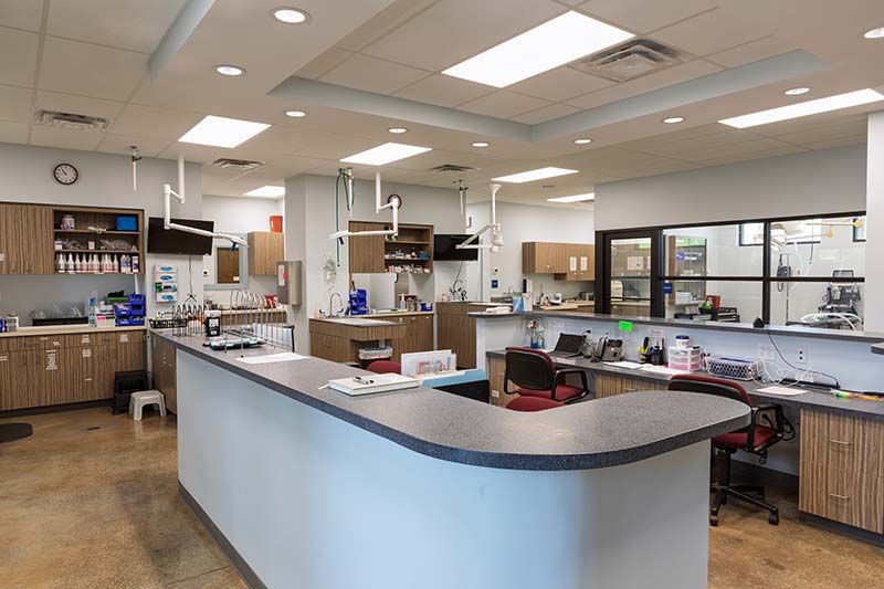Overview of reception and check-in desk area at Animal Emergency Care of Braselton