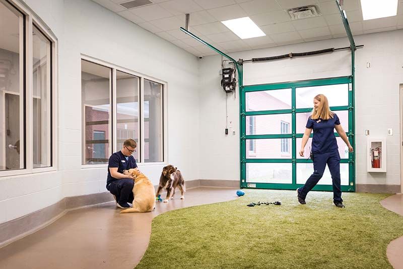 Staff member with dog in indoor play area featuring green garage-style door at Clawington of Madison