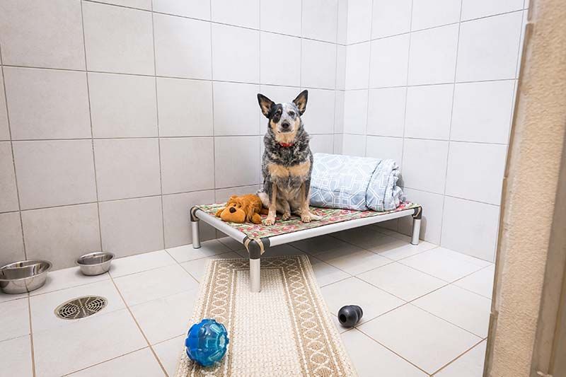 Dog resting on elevated kennel bed in tiled room at Animal Health Care Center, luxury pet boarding, AL