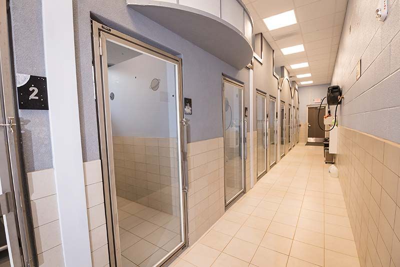 Clean kennel corridor with stainless steel enclosure doors at Animal Health Care Center