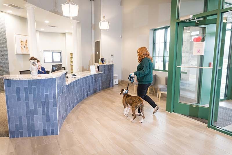 Staff member walking dog past mosaic tile reception desk at Clawington of Madison