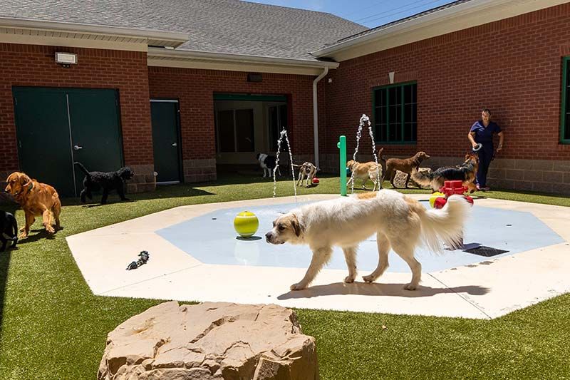 Dogs playing on outdoor splash pad and turf area at Animal Health Care Center