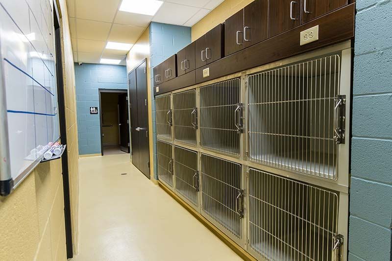 Row of boarding kennels with metal enclosures at Grace Animal Hospital