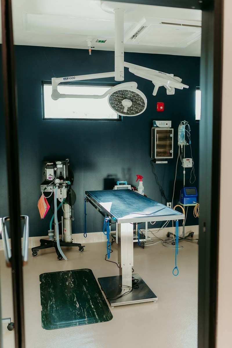 Modern veterinary exam room with medical equipment at Kind Animal Care clinic