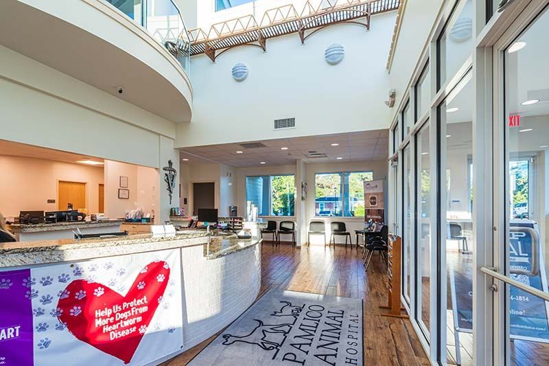 Bright open lobby and reception area with floor-to-ceiling windows at Pamlico Animal Hospital