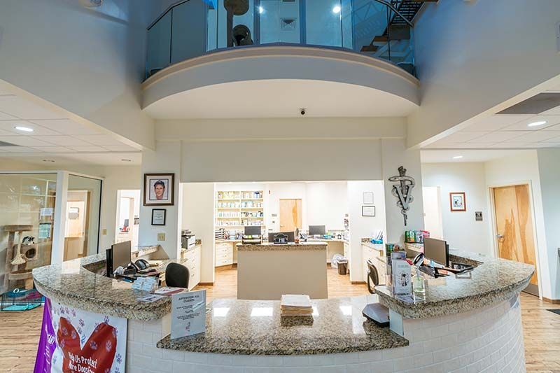 Curved reception desk and waiting area with decorative flooring at Pamlico Animal Hospital