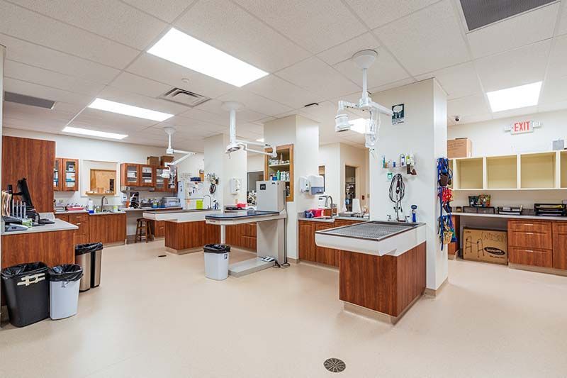 Open treatment area with central workstation and medical equipment at Pamlico Animal Hospital