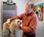 Veterinarian examining a small shaggy dog in a clinic, with a colorful dog painting in the background