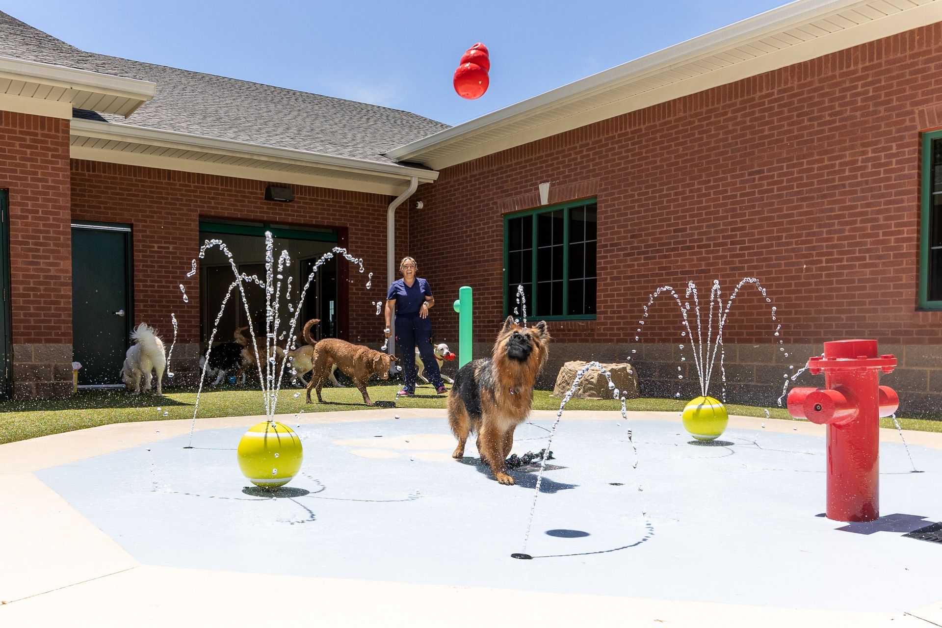 Dog in a courtyard play area with water sprinklers, a person, and red and yellow toys