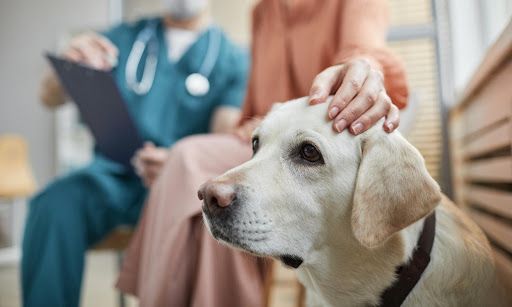 veterinary clinic dog owner comforts modern vet visit