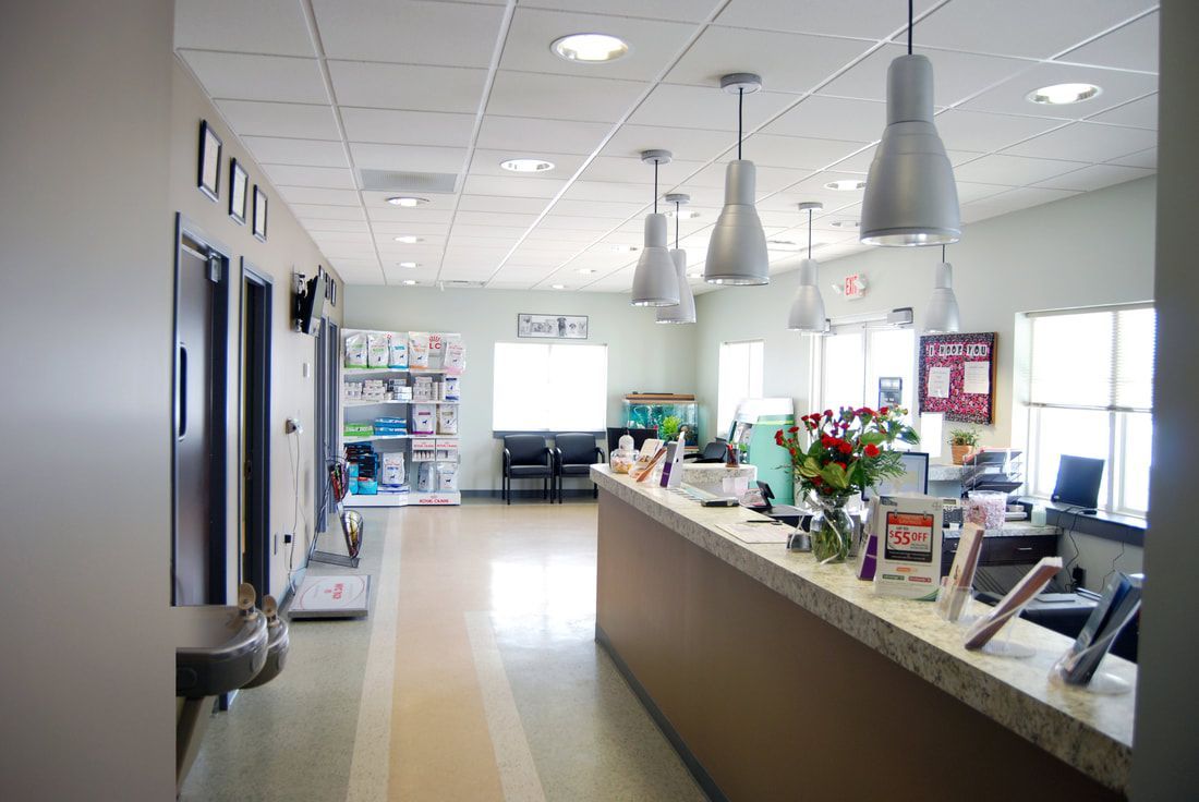 Reception desk and front of house area with pendant lighting at All About Animals Veterinary Clinic