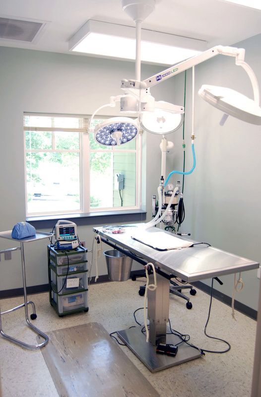 Surgical suite with exam table and overhead surgical lighting at All About Animals Veterinary Clinic