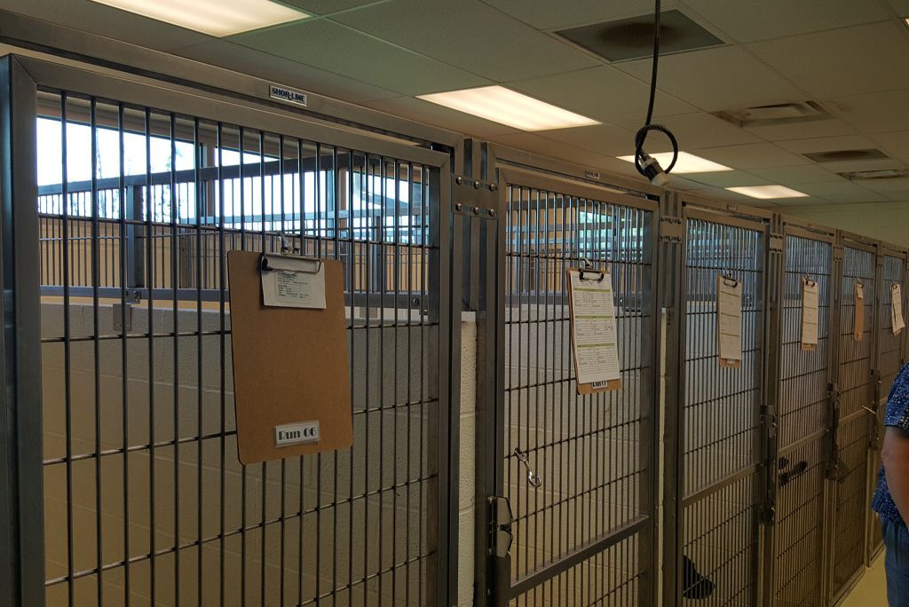 Metal kennel enclosures in boarding area at Animal Medical Clinic Huntsville