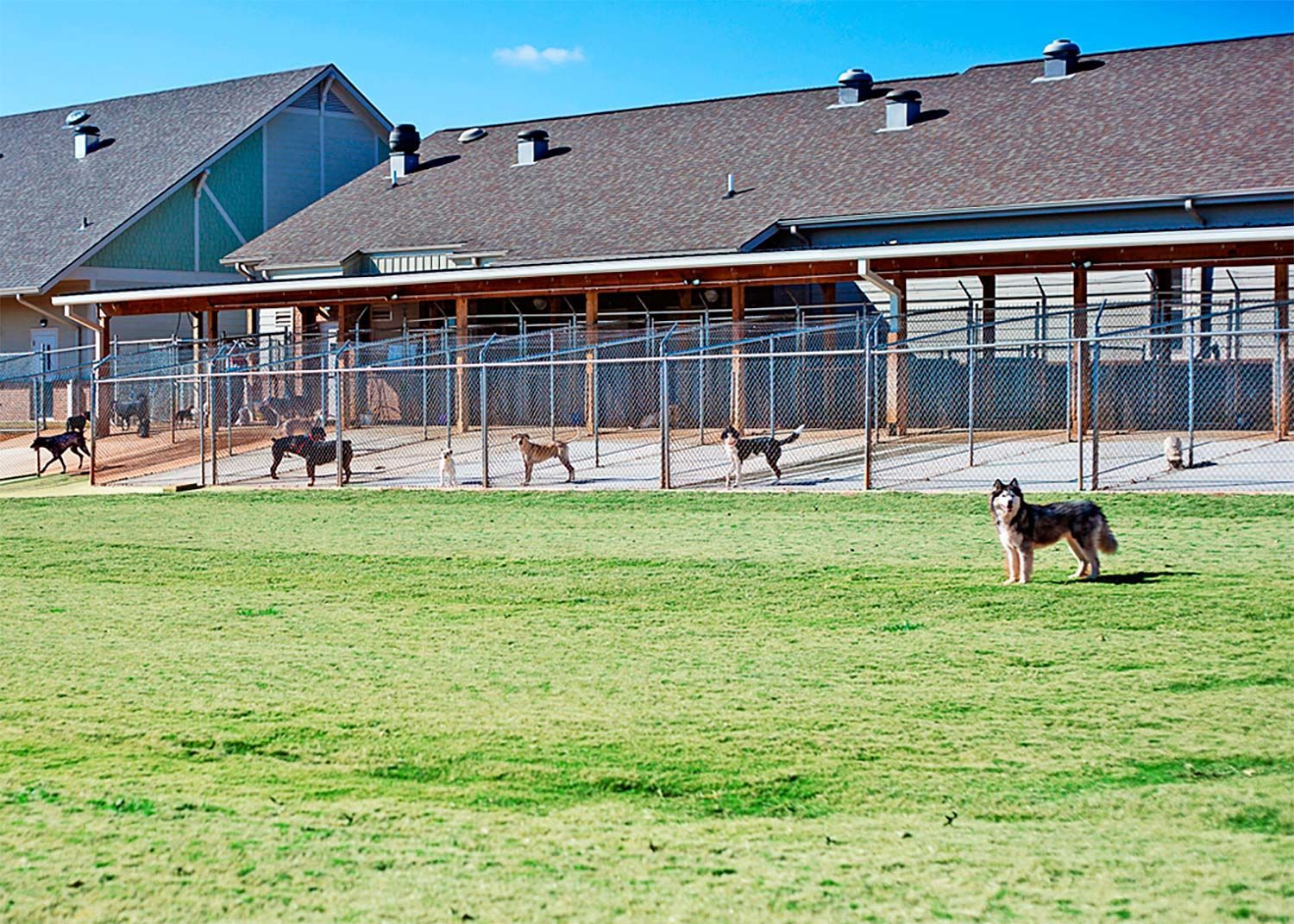 Dogs in a grassy yard near a fenced building with a covered patio