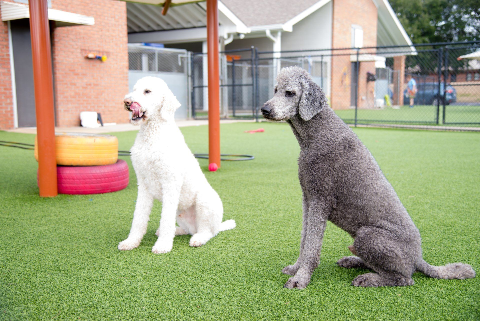 Two standard poodles sitting on artificial turf in outdoor play area at Cobbs Ford Pet Health Center