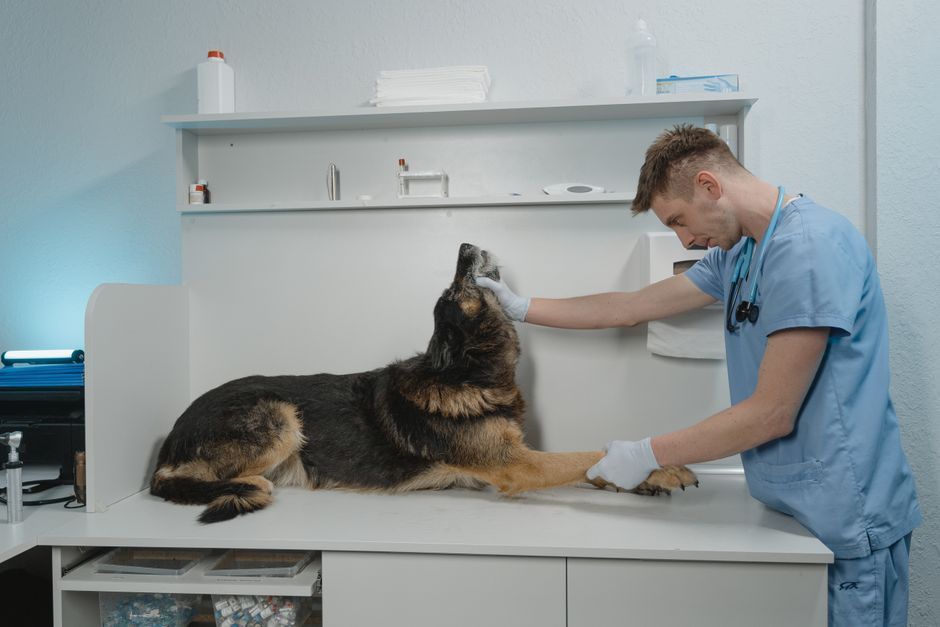dog and vet