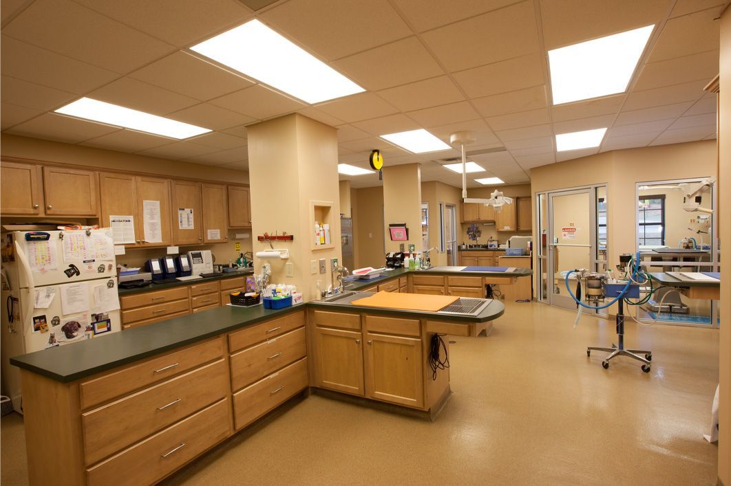 Open treatment area with wood cabinetry and multiple workstations at Royston Animal Hospital