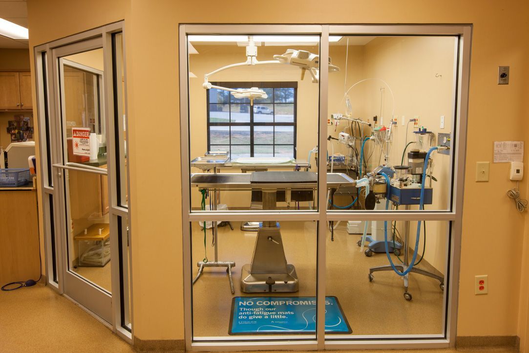 Glass-enclosed isolation or treatment room with exam table at Royston Animal Hospital