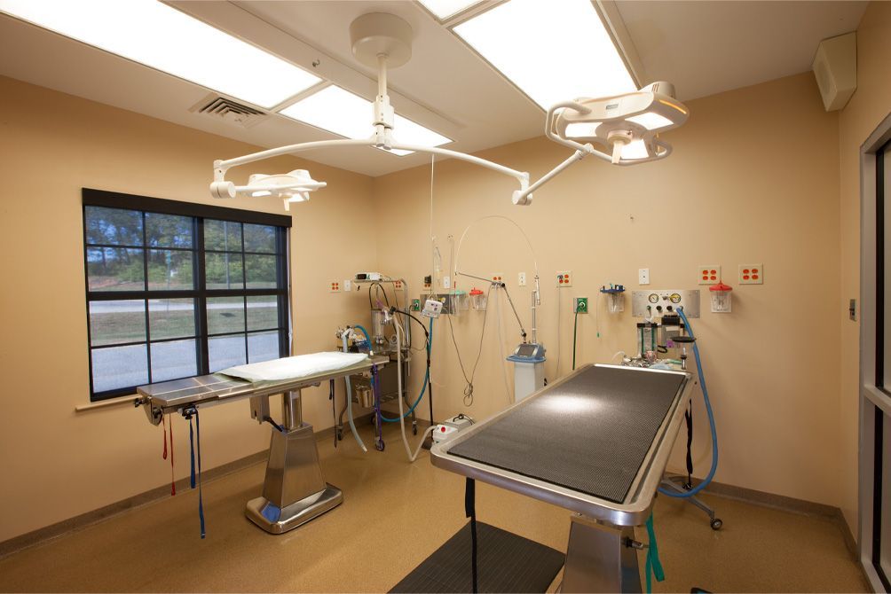 Fully equipped surgical suite with dual exam tables and overhead surgical lighting at Royston Animal Hospital