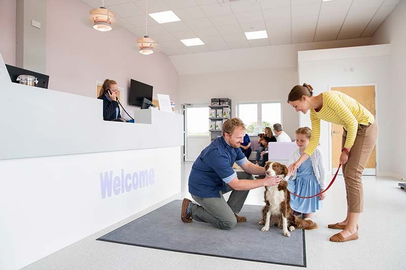 Veterinarian and woman gently examine a dog in a bright clinic reception area