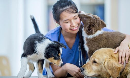 Veterinarian in blue scrubs smiling and petting three dogs in a clinic setting