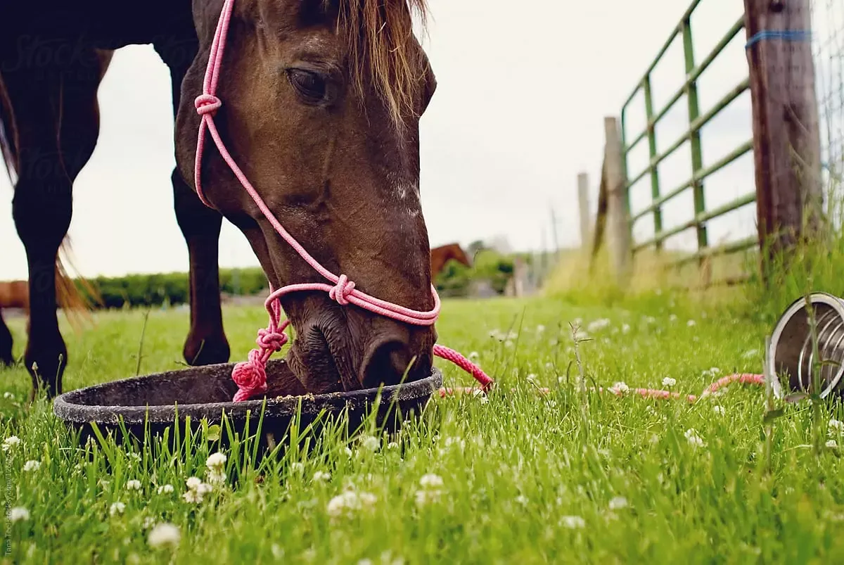 6 Essential Horse Feeding Tips for Optimal Health