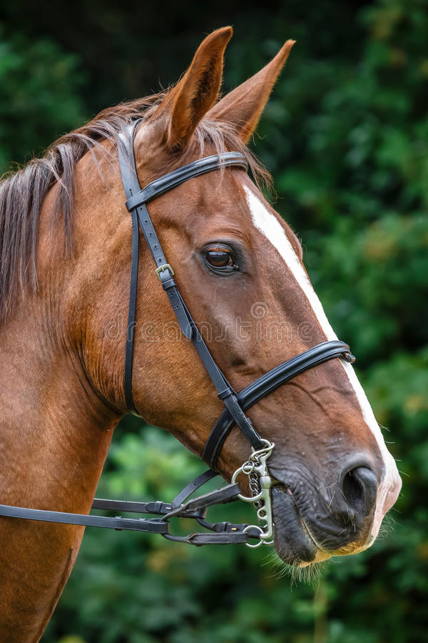 Get Leather Horse Tack & Bridles San Juan Capistrano