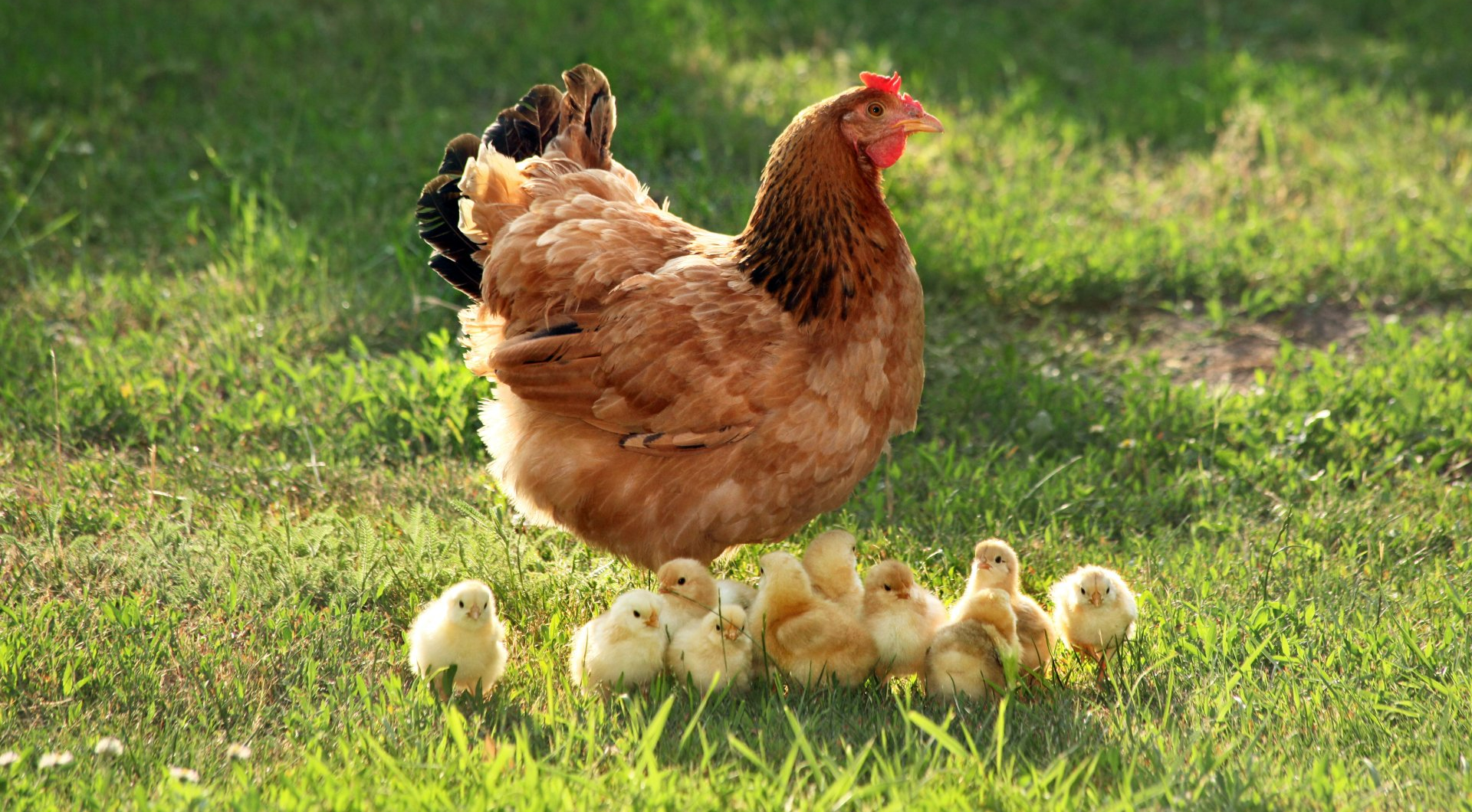 Chicken Feed