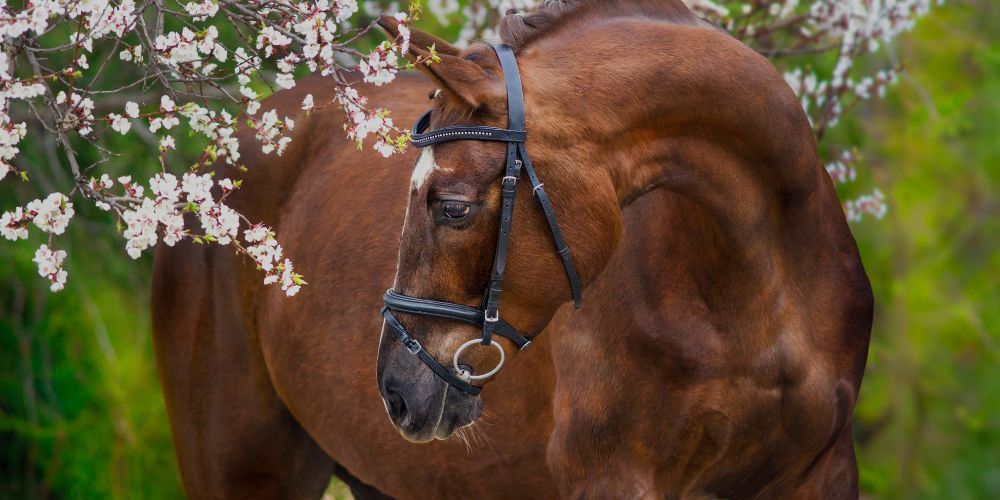 Spring Allergies and Sensitivities of Horses