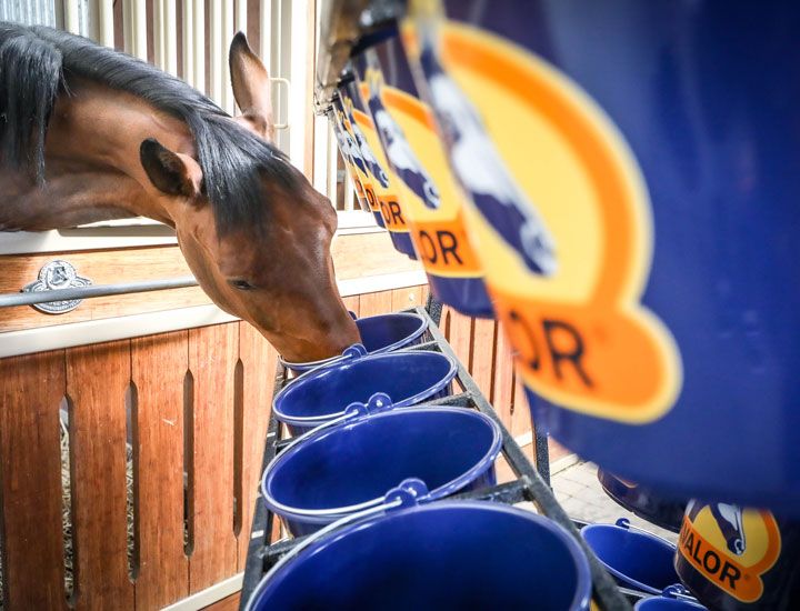Horse Food
