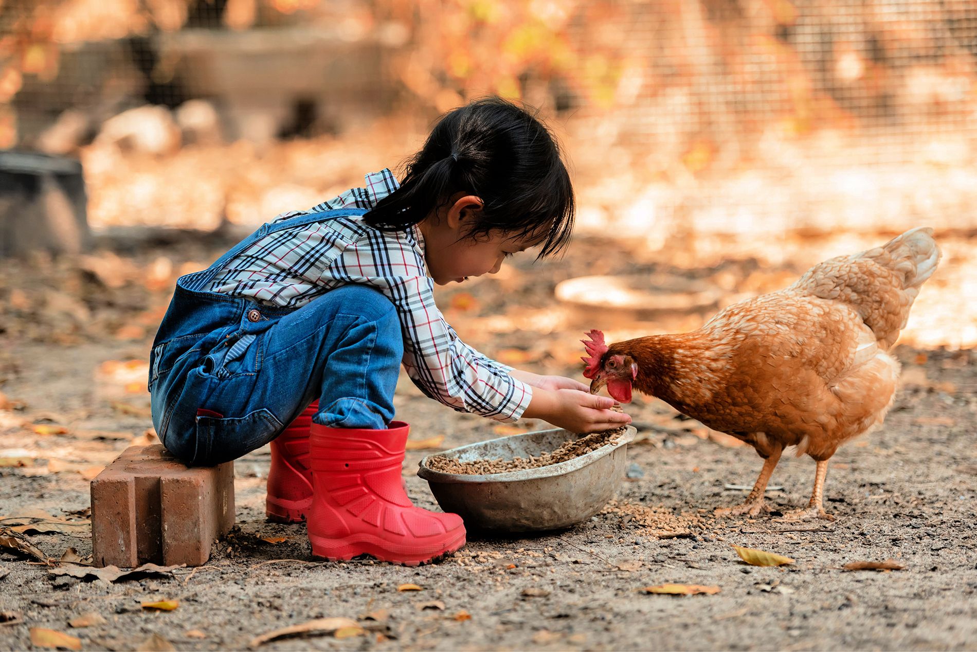 Children-Feeding-Chicken