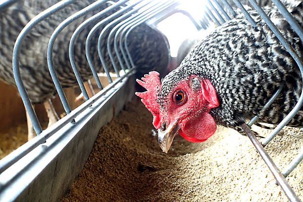 Chicken Food