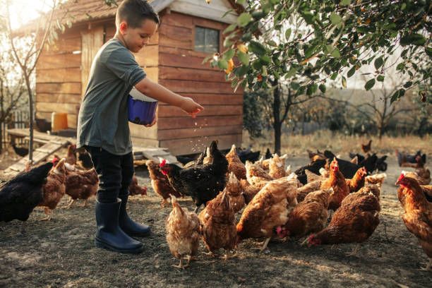 Quality Chicken Food
