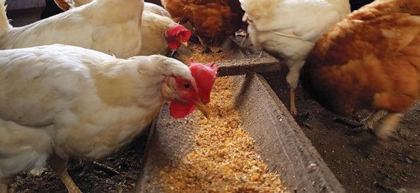 Chicken-Feed