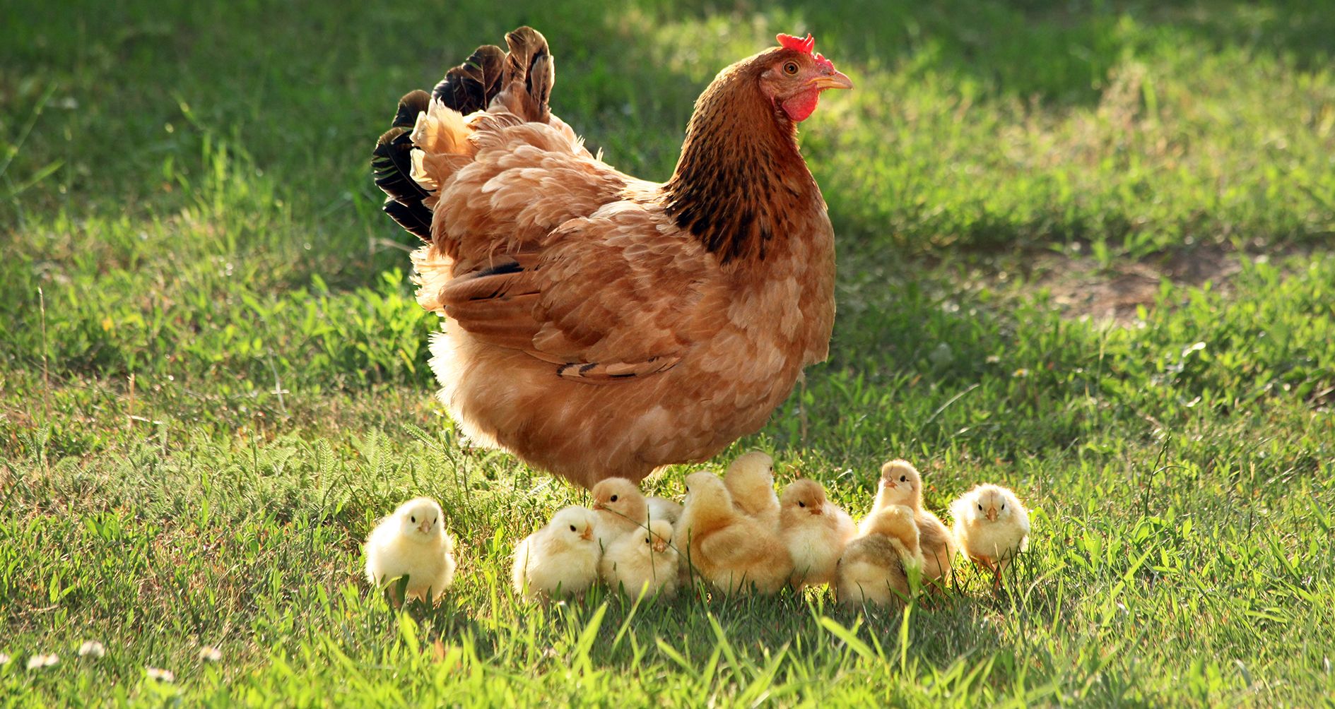 Chicken-with-Chicks