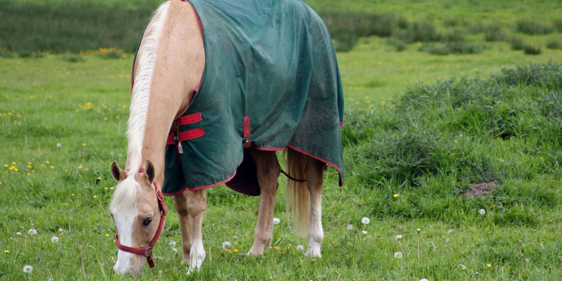 A palomino horse wearing a green blanket grazes in a green meadow.