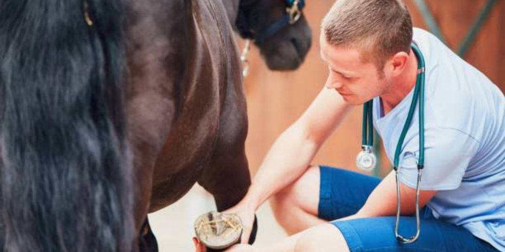 Equine Horse Vet