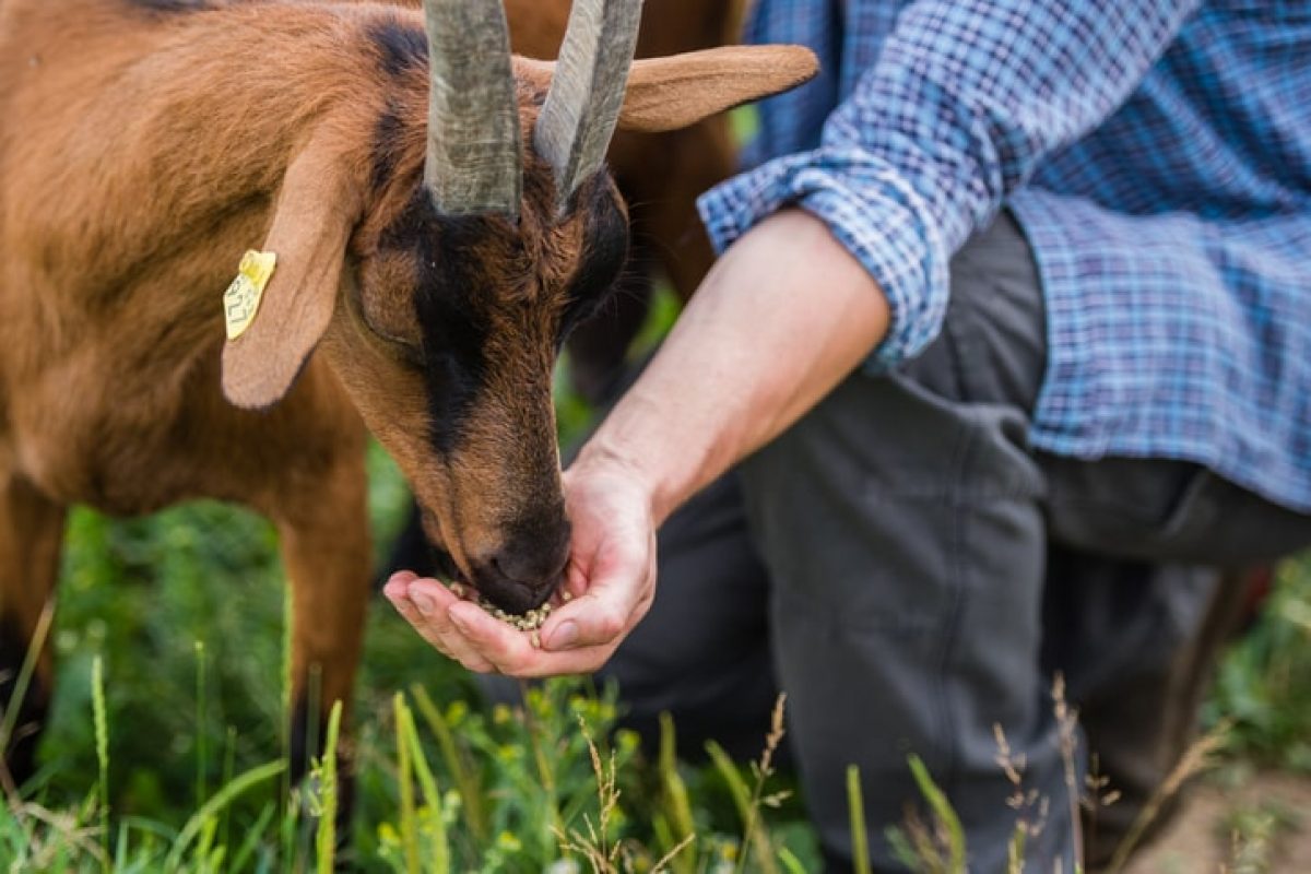 Goat Food