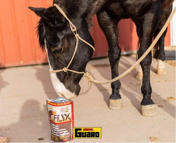 Horse Food - Flix