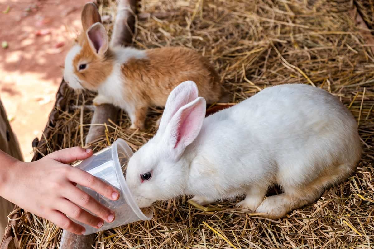 Rabbit Food