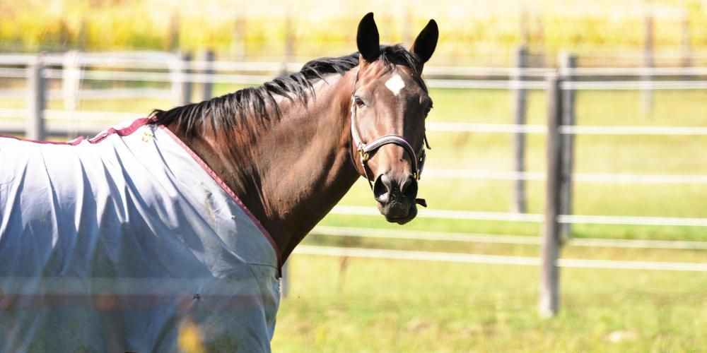 Horse Blankets