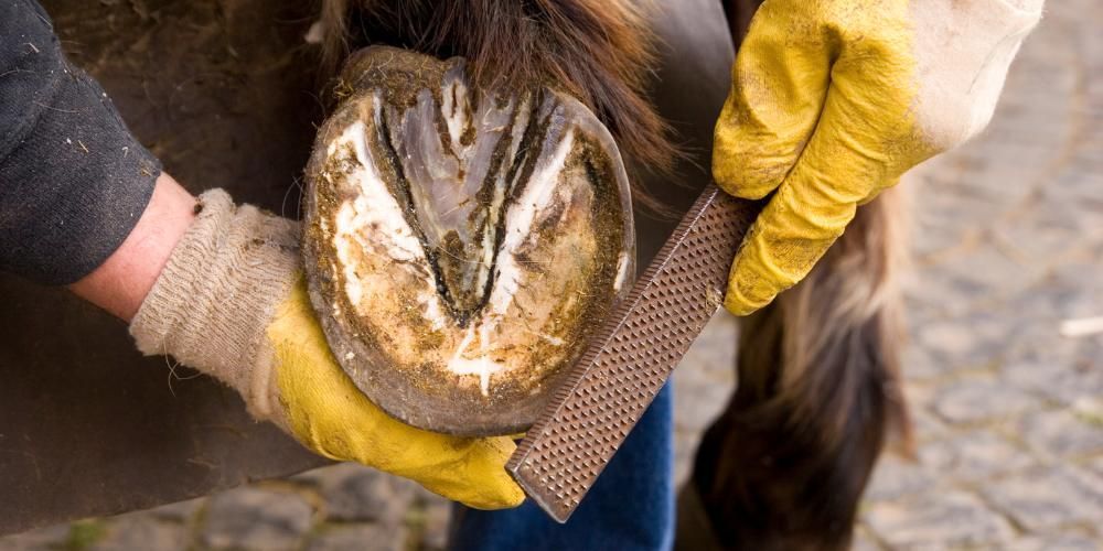 Horse Hoof